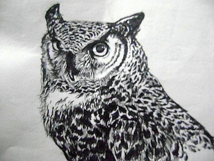owl 