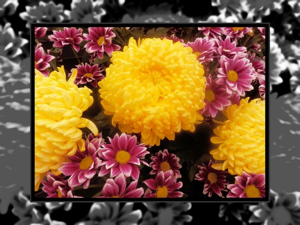 Yellow flowers