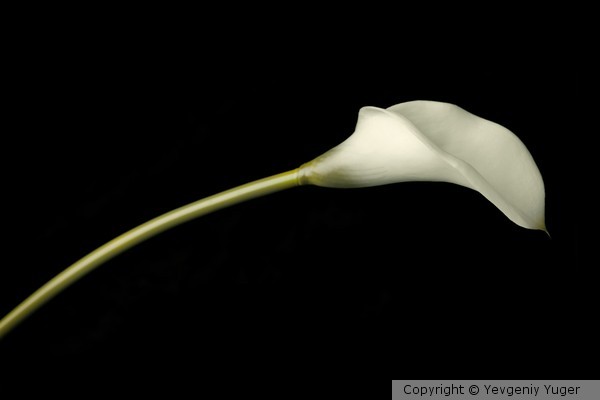 Calla Lily
