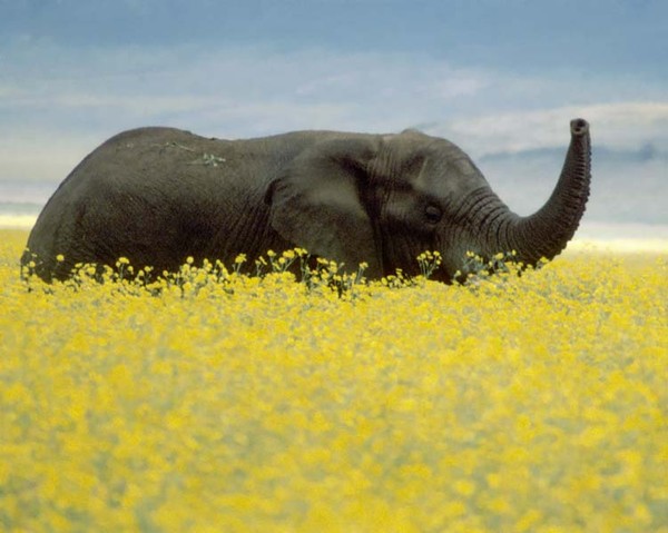 Elephant greeting