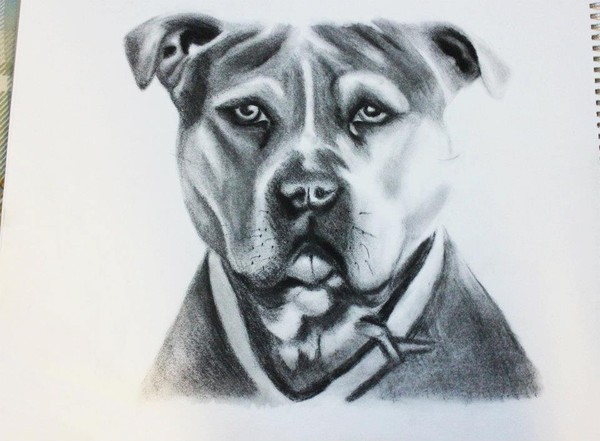 Kina Pitbull Animal Portrait