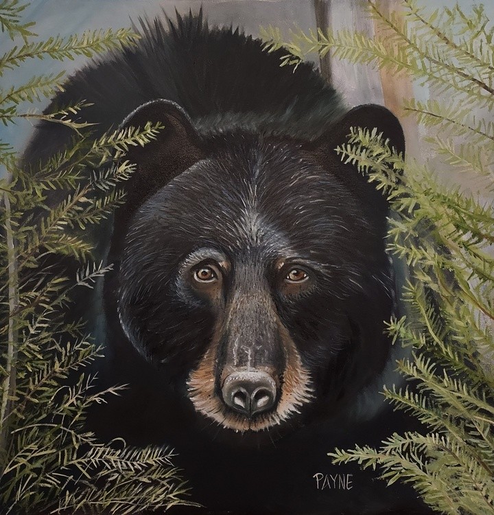 Black Bear in mountain pine 