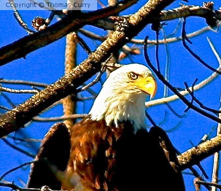 Watching You....
