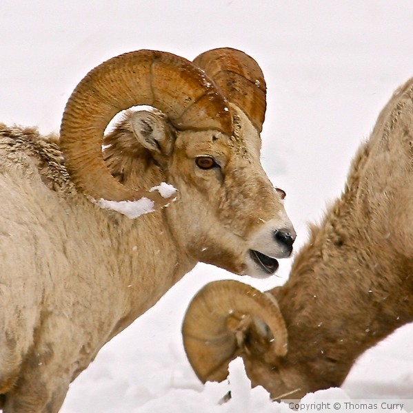 Ram