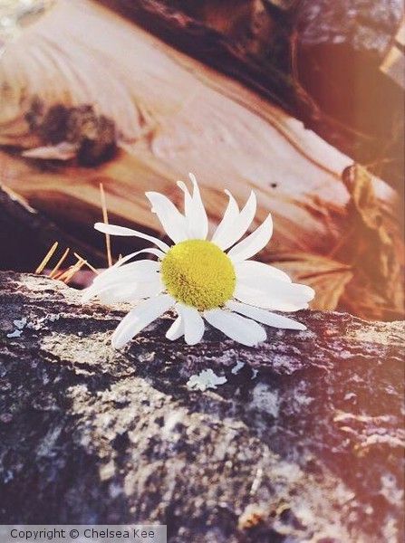 Daisies(pt.3)