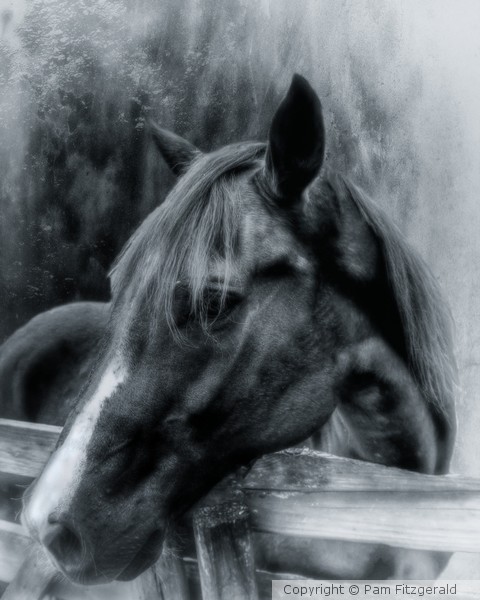 Horse Portrait