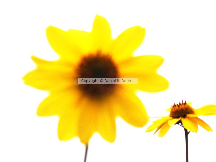 Two Yellow