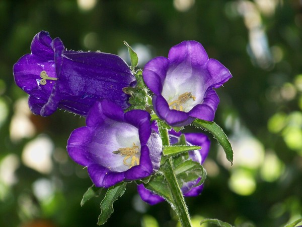 CAMPANULES