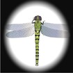 Dragon-Fly-t2