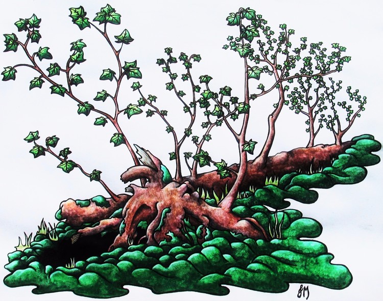 Resilience of Sweetgum