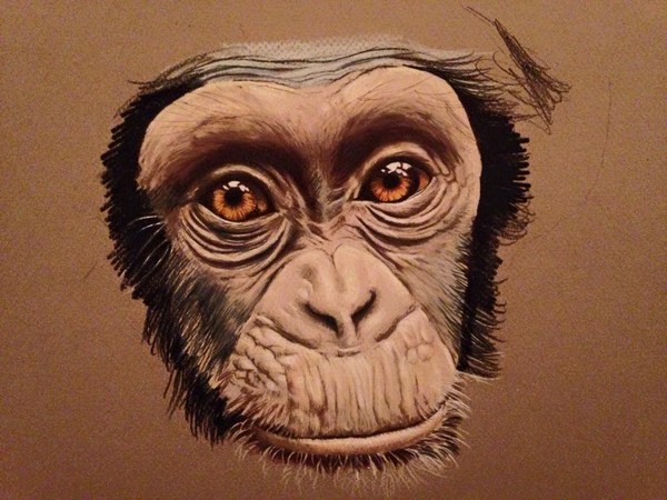 Chimp Unfinished