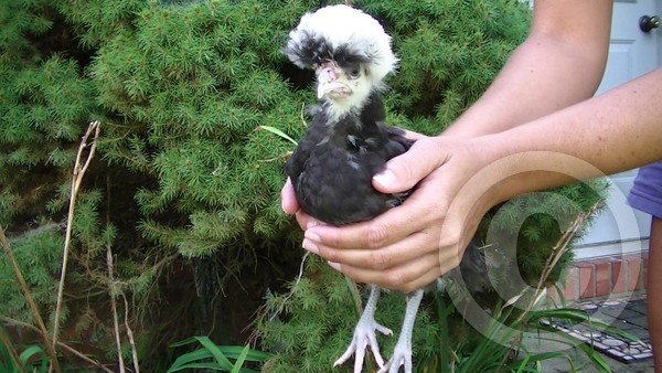 The Cutest Baby Chicken