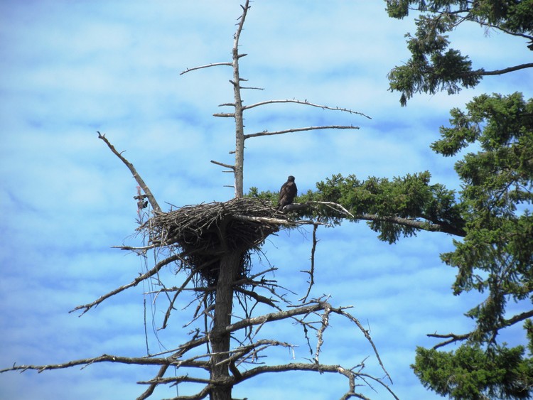 Eaglet