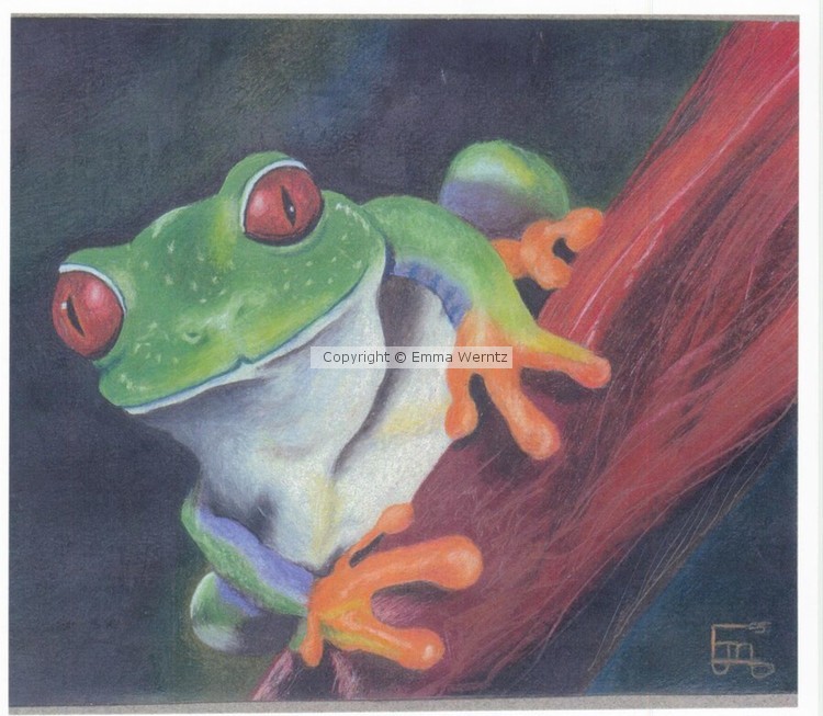 Tree frog