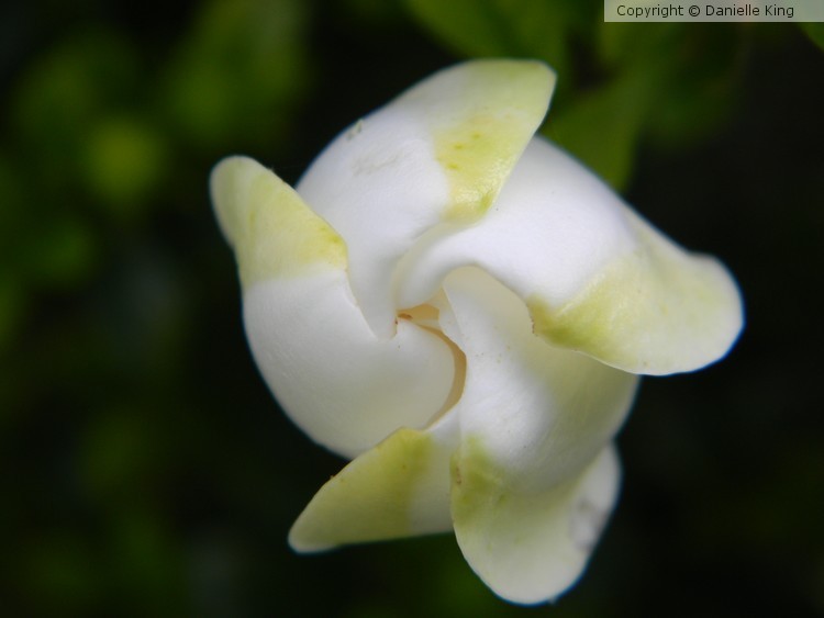 Spiraling Open