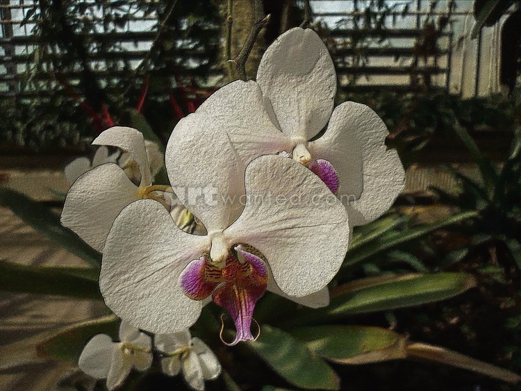 white orchid