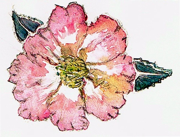 Camellia Watercolor