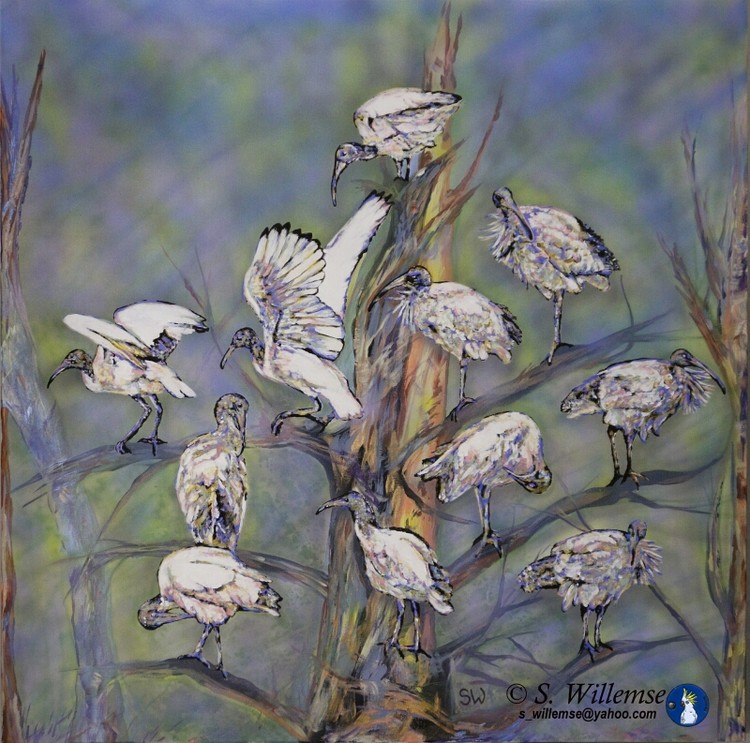 Ibis Art Australian Birds Susan Willemse