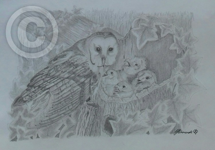 Barn Owl with Owlets