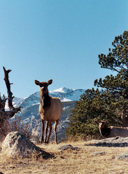 Elk @ RMNP