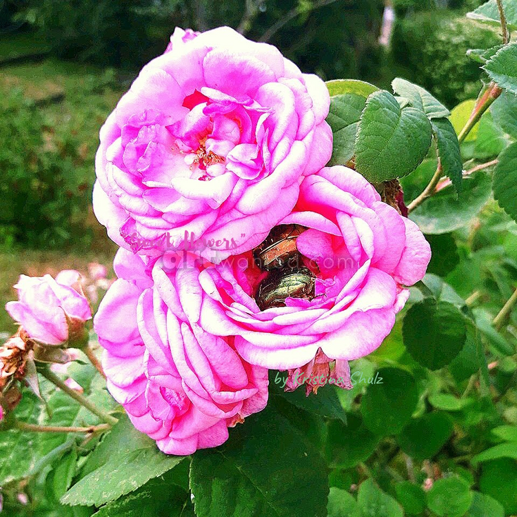 Sweet flowers