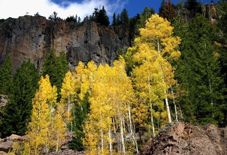 Rock & Aspen