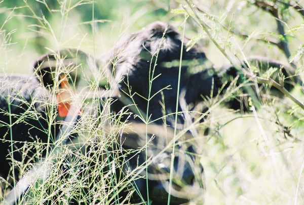 you can't see me