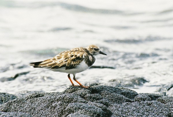Sea Bird
