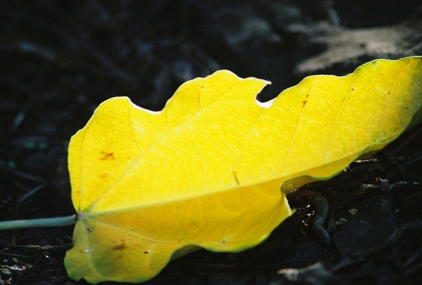 the leaf