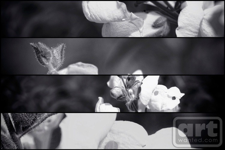 Lupinus luteus White Collage