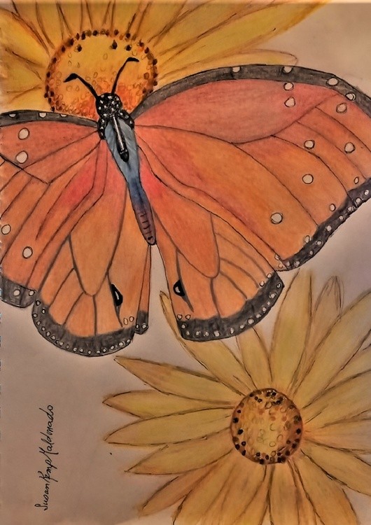 BUTTERFLY