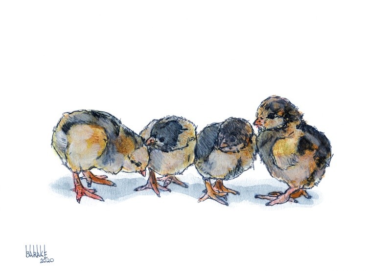 FOUR CHICKS
