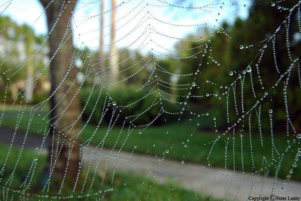 Spiders Web