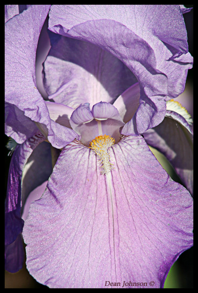 Purple Nurple