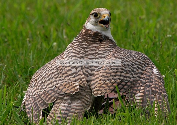 Falcon and Prey