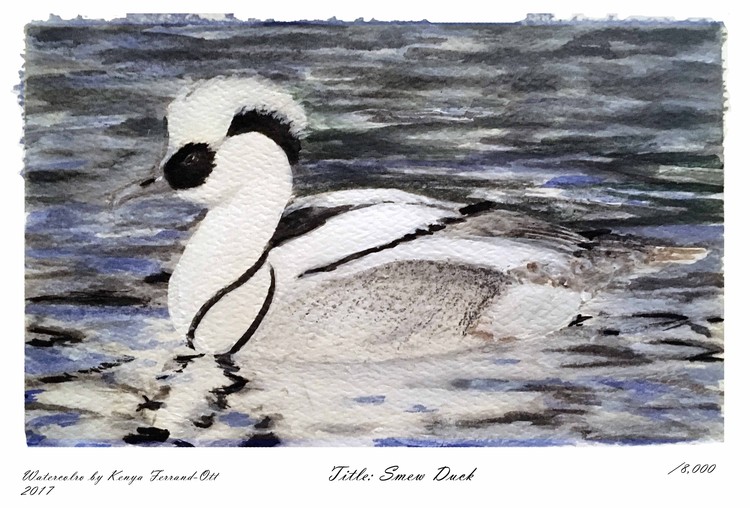 Smew Duck