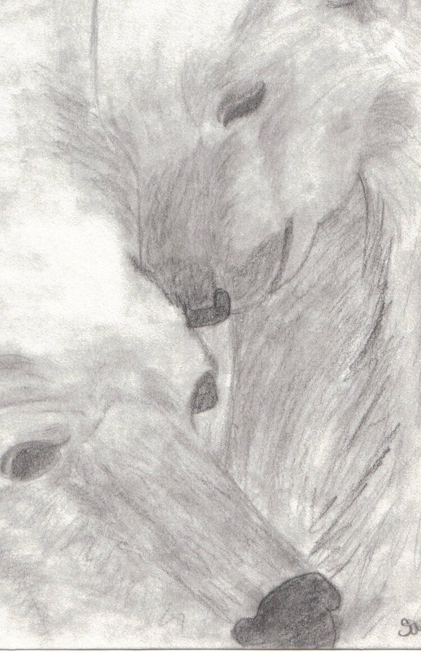 two bears