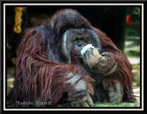 Gentle Giant