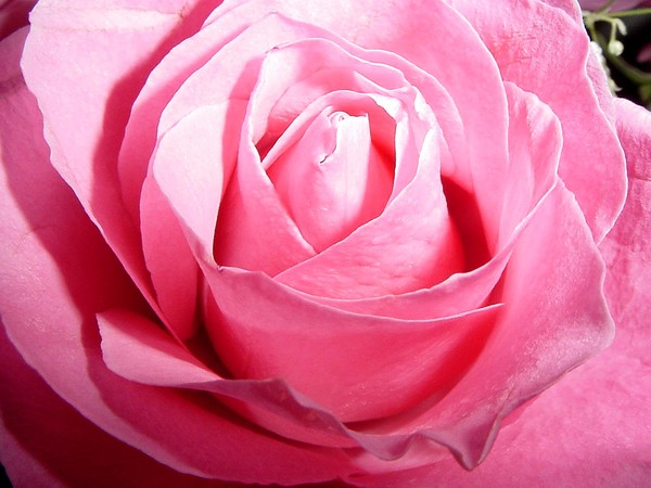 Pink Rose
