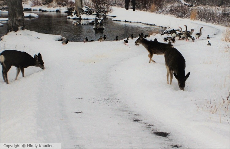ducks and deer