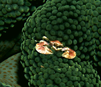 Porcelain Crab #2