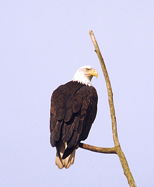 Bald Eagle 1