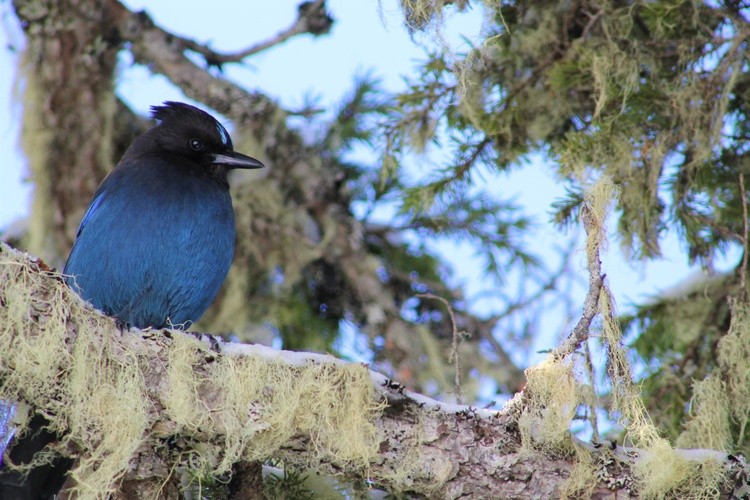mt washington blue bird