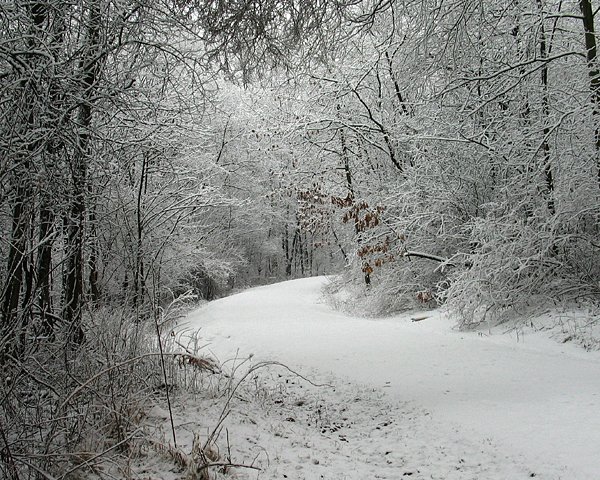 A Winters Walk 