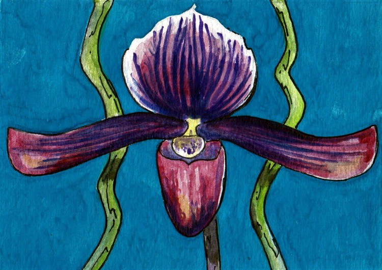 purple stripe orchid