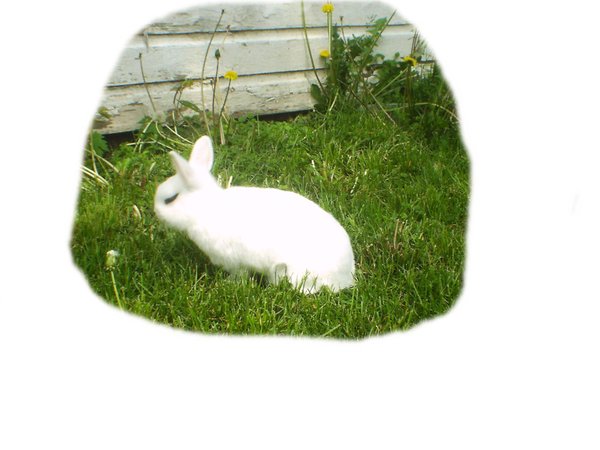 Little Bunny 4