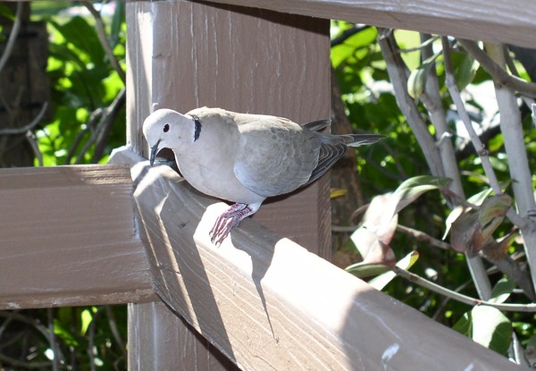 Hello Dove