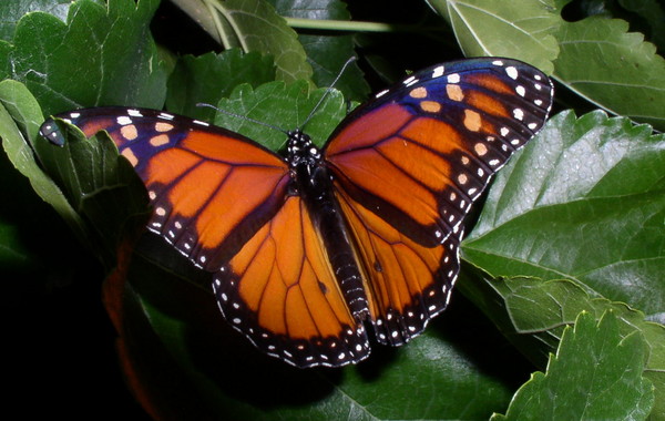 Monarch Butterfly