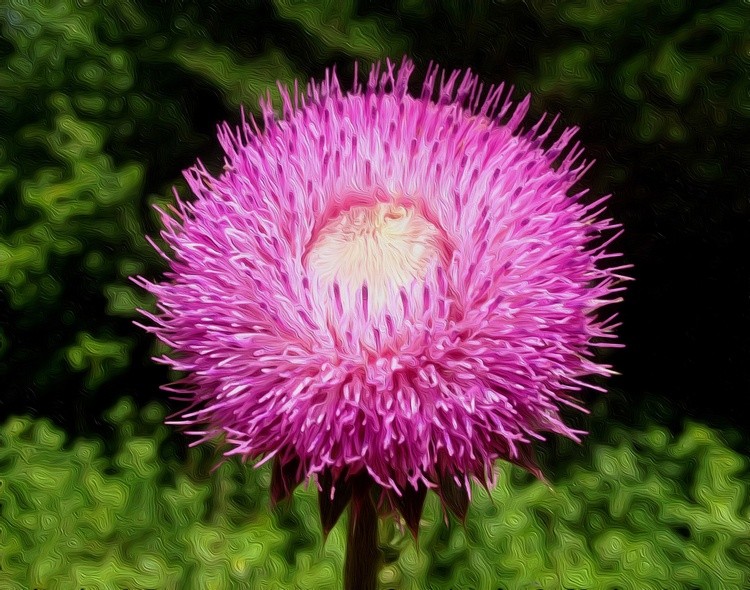 Pink Puffball