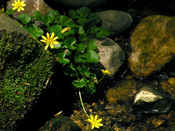 Little Yellow Flowers